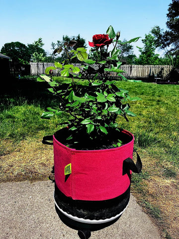 Mastiff Gears® Vigor Bag Smart Fabric Grow Bag – Water-Saving, Even Moisture, Deep Root Growth | High-Yield Planter with Water-Guard Liner & Bottom Aeration Mastiff Gears® Vigor Bag Smart Fabric Grow Bag – Water-Saving, Even Moisture, Deep Root Growth | High-Yield Planter with Water-Guard Liner & Bottom Aeration